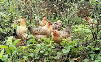 Tuyệt chiêu cho gà nằm lá quế, uống thảo dược, ung dung chờ vụ Tết