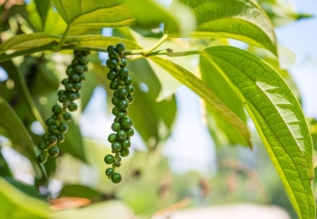 Giá tiêu đang tăng ảo do đầu cơ bơm giá để xả hàng