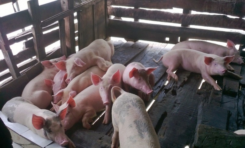 Người chăn nuôi đang kỳ vọng diễn biến tích cực từ thị trường để quyết định tái đàn hay dừng nuôi.