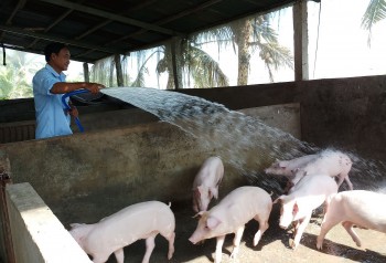 Giá heo miền Bắc tăng mạnh, thực hư tin đồn mở biên găm hàng chờ lên giá