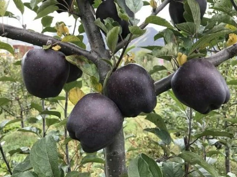 Quả táo đen xì đen xịt độc, lạ, ngon, bổ có giá 500 nghìn/quả