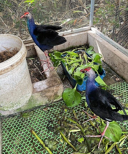 Nhiều người cho biết đây là loại chim rất dễ nuôi, có thể nuôi nhốt trong chuồng hoặc thả rông trong vườn nhà như gà, vịt.