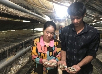 Thấy con đẻ nhiều ham nuôi, giờ đếm trứng không xuể, đút túi tiền triệu mỗi ngày