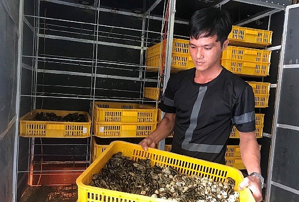 Hiện nay, anh Đoàn Mỹ Thuận vừa bán trứng cút, vừa cho ấp trứng lộn để nhân giống mở rộng mô hình nuôi.