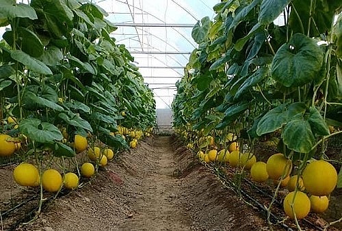 Trồng dưa hữu cơ cho chất lượng cao. 