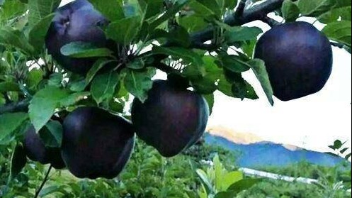 Táo kim cương đen có giá 500 nghìn/quả đại gia không ngại chi tiền