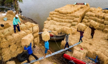 Mưa kéo dài, nguồn cỏ khan hiếm, giá rơm tăng cao bất thường, trên 50.000 đồng một cuộn