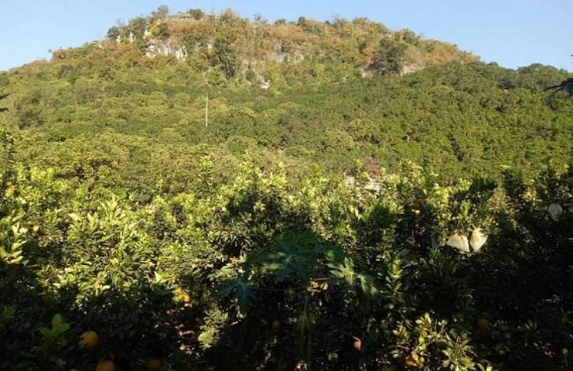 Đồi vườn xen canh táo bưởi của gia đình anh Vinh.