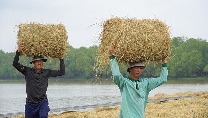 Công nhân bốc vác tại ba bến ở chợ rơm Ba Tri trưa 8/11.