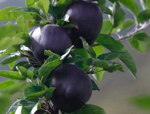 Táo kim cương đen có giá 500 nghìn/quả đại gia không ngại chi tiền