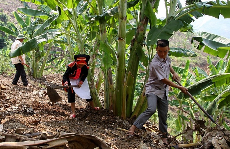 Nụ cười trong mùa quả ngọt ở huyện biên giới Phong Thổ