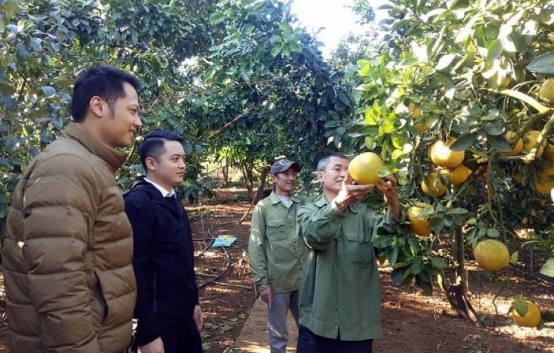 Mô hình trồng bưởi xen táo của anh Vinh được nhiều người đến tìm hiểu.