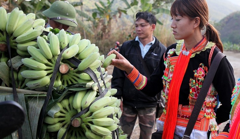 Nụ cười trong mùa quả ngọt ở huyện biên giới Phong Thổ