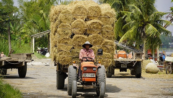 Xe công nông chở rơm từ chợ đến người nuôi bò