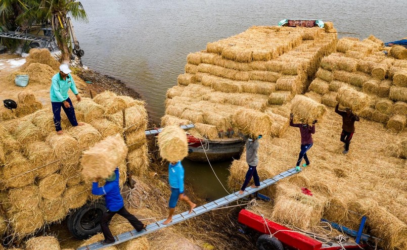 Mưa kéo dài, nguồn cỏ khan hiếm, giá rơm tăng cao bất thường, trên 50.000 đồng một cuộn