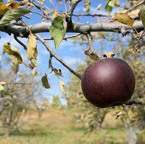 Táo kim cương đen có giá 500 nghìn/quả đại gia không ngại chi tiền