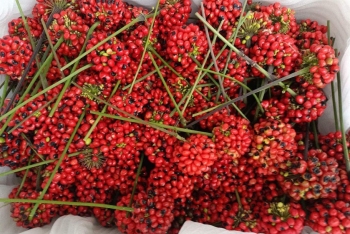 Thứ hoa quý hiếm, sao lại có giá rẻ bất ngờ trên “chợ mạng”?