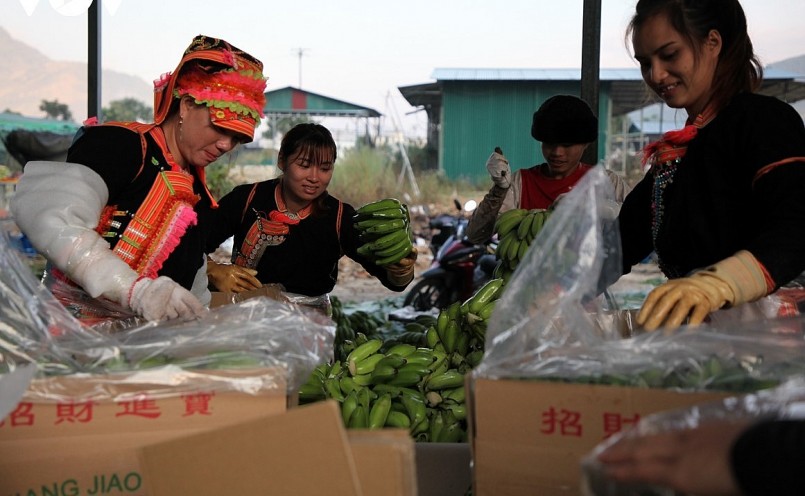 Nụ cười trong mùa quả ngọt ở huyện biên giới Phong Thổ