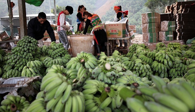 Nụ cười trong mùa quả ngọt ở huyện biên giới Phong Thổ