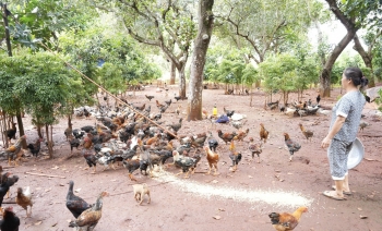 "Ngả mũ" trước vợ chồng lão nông nuôi gà nòi ăn lá đinh lăng, ngủ cành cây, lãi nửa tỷ đồng mỗi năm