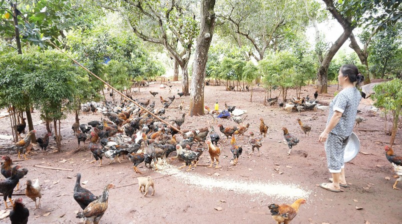 Ngoài thức ăn là cám, ngô, đàn gà của gia đình chị Thảo còn ăn thảo dược là lá đinh lăng