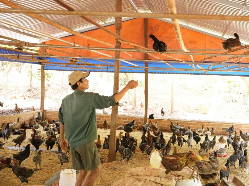 Gà của gia đình anh Thanh thả tự nhiên, chúng thường bay lên ngủ trên cành điều. Trong chuồng, anh cũng gác cây trên cao cho chúng bay lên đậu