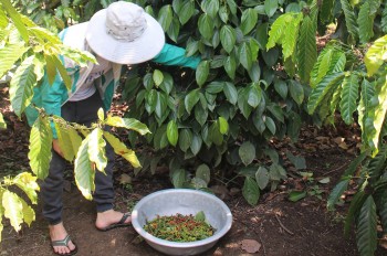 Hồ tiêu Việt Nam nghịch lý khi “người khổng lồ” loay hoay tìm vị thế