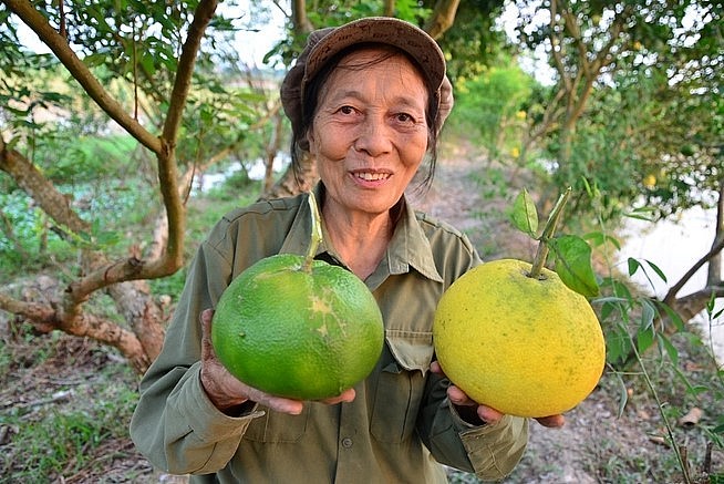 Bà Đoàn Thị Hòa so sánh kích cỡ một quả cam cổ và một quả bưởi. 