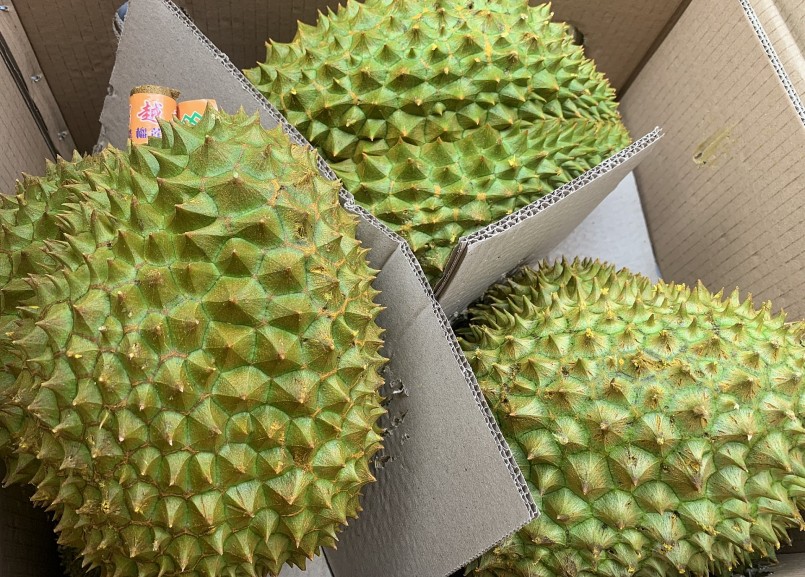 Sầu riêng xuất khẩu Trung Quốc được lựa chọn với nhiều tiêu chí khắt khe, quả phải tròn và đảm bảo độ chín già.