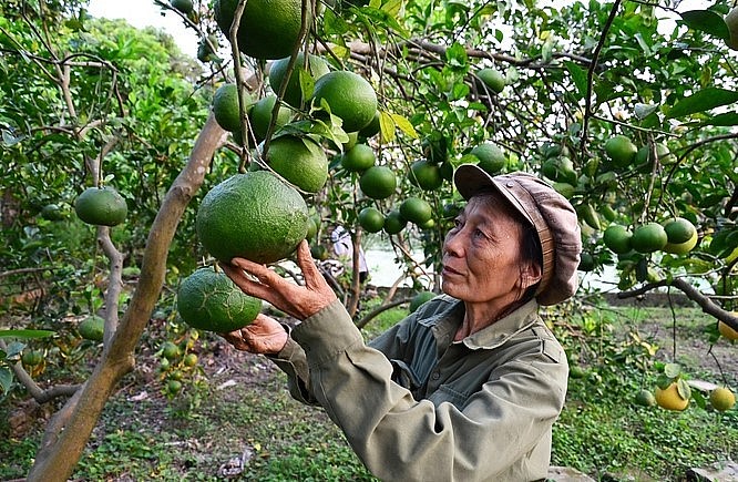 Bà Đoàn Thị Hòa bên một gốc cam cổ khổng lồ.
