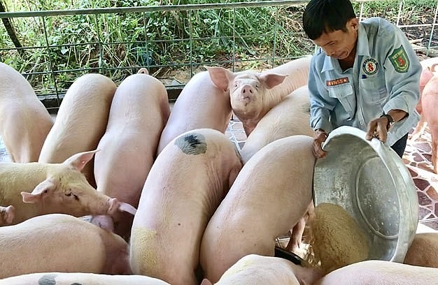 Giá heo hơi tăng trên cả nước, người nuôi heo đang tính phương án tái đàn dịp cuối năm.