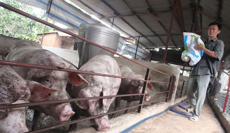 Giá heo hơi hôm nay tăng trên diện rộng để tiệm cận mức 60.000 đồng/kg.