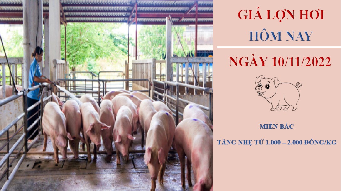 Giá heo hơi hôm nay 10/11/2022: Tăng giảm trái chiều 1.000 - 2.000 đồng/kg