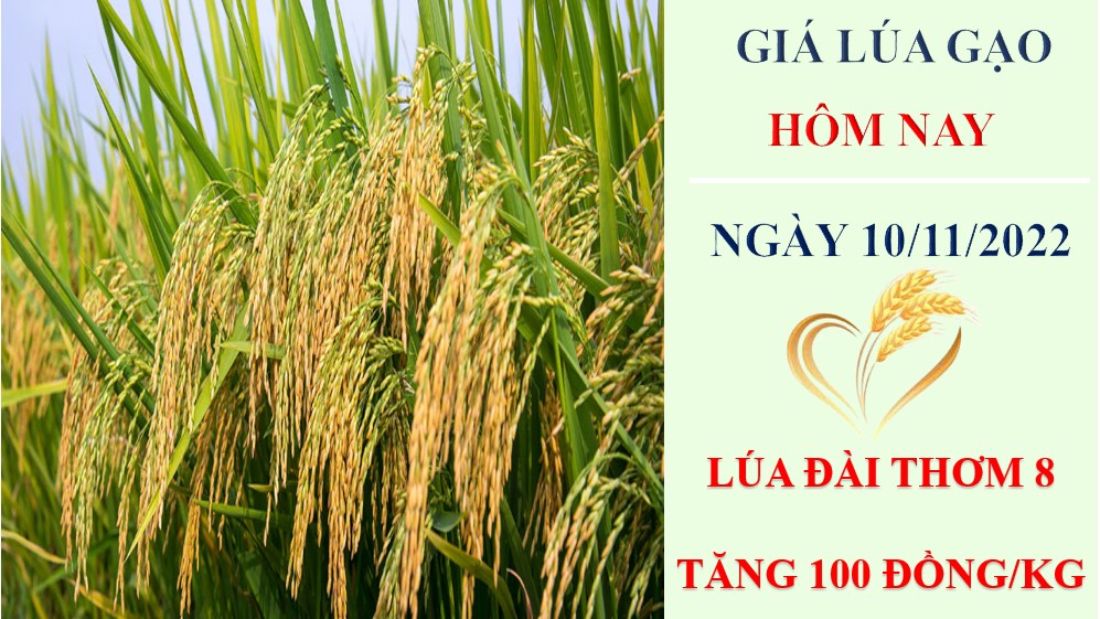 Giá lúa gạo hôm nay 10/11/2022: Giá lúa tăng 100 – 200 đồng/kg