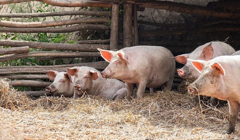 Giá heo hơi bắt đầu vào đợt tăng mới