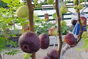 Sung Mỹ có gì đặc biệt mà người trồng kiếm 90 triệu đồng/tháng