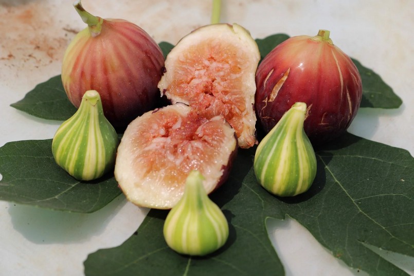 Nếu như sung ta chát thì trái sung mỹ lại rất ngọt Nếu như sung ta chát thì trái sung mỹ lại rất ngọt