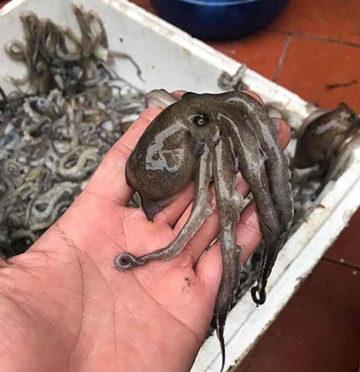 Loại hải sản chỉ có ở Quảng Ninh có giá 800.000 đồng/kg chưa chắc đã mua được