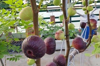 Sung Mỹ có gì đặc biệt mà người trồng kiếm 90 triệu đồng/tháng