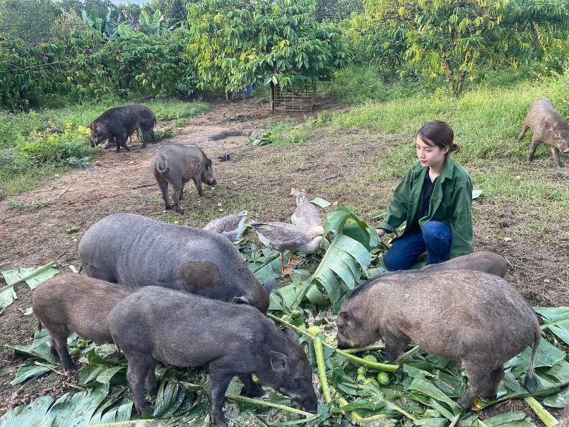 Cây ăn quả, rau màu và đàn heo bản, gà rẫy của Nhung Nhi Cây ăn quả, rau màu và đàn heo bản, gà rẫy của Nhung Nhi