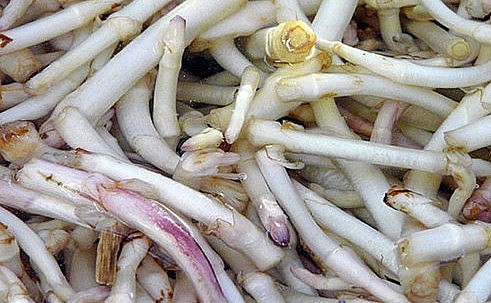 Thực tế, khi ngành công nghiệp bia mới phát triển, những chiếc chồi non không thể nở ra hoa bia được coi là những thứ bỏ đi, hay sản phẩm thừa của nền công nghiệp.