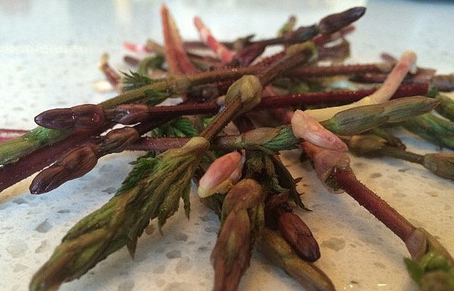 Hoa bia chỉ đâm chồi một lần vào mùa xuân, thời gian sống của nó không lâu, chỉ một thời gian ngắn sau khi đâm chồi hoa bia sẽ nhanh chóng lụi tàn, thường người trồng sẽ tùy thuộc vào điều kiện thời tiết để có lịch thu hoạch hợp lý trong vòng 14 ngày kể từ khi hoa bia đâm chồi.