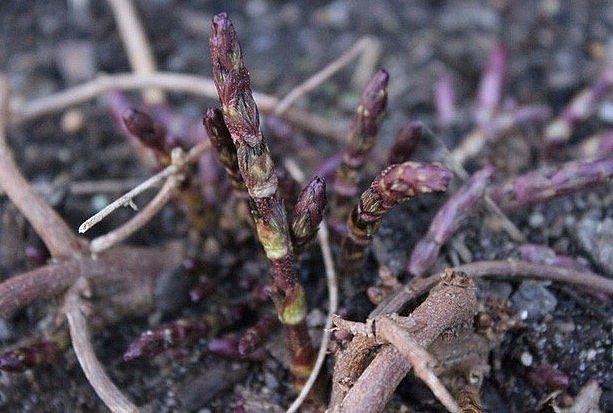 Thực tế, khi ngành công nghiệp bia mới phát triển, những chiếc chồi non không thể nở ra hoa bia được coi là những thứ bỏ đi, hay sản phẩm thừa của nền công nghiệp.