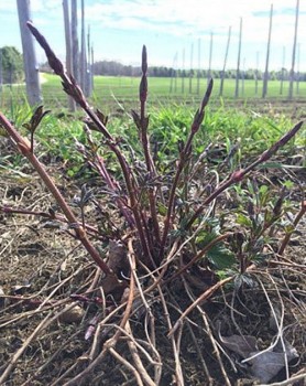 Rau nhìn như cỏ dại, giá siêu đắt gần 26 triệu/kg, đại gia cũng phải xếp hàng