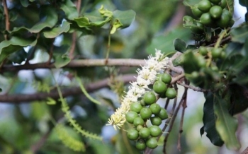 Câu chuyện lô mắc ca đầu tiên xuất sang Nhật, cây mắc ca làm giàu và “rủi ro” từ việc trồng tràn lan