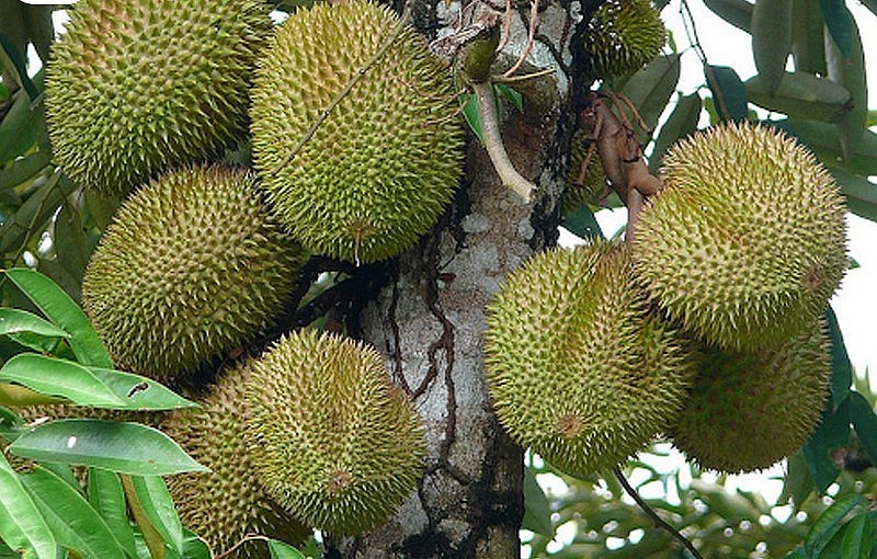 Sầu riêng Musang King là giống cây có xuất xứ từ bang Sabah, Malaysia. 