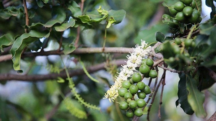 Câu chuyện lô mắc ca đầu tiên xuất sang Nhật, cây mắc ca làm giàu và “rủi ro” từ việc trồng tràn lan