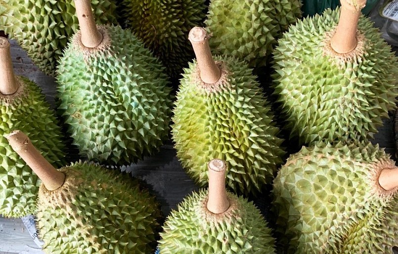 Giá sầu riêng Musang King thường cao gấp nhiều lần so với sầu riêng Ri6.