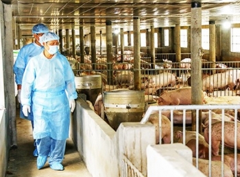 Giá heo đã tăng, phòng chống dịch thành công là người nuôi có lãi