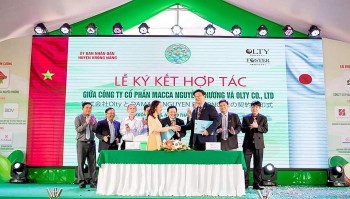 Vì sao hạt mắc ca Đắk Lắk được doanh nghiệp Nhật lựa chọn?